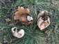 Pikkelyes pöfeteg (Lycoperdon utriforme), Budai-hegység